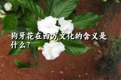 狗牙花在西方文化的含义是什么？