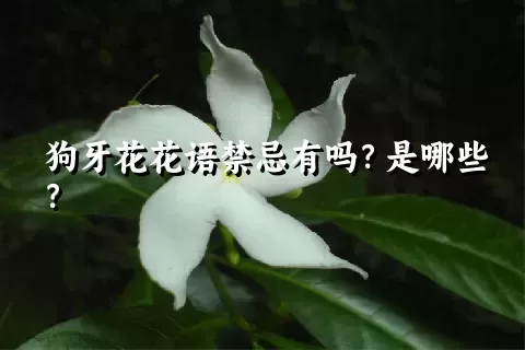 狗牙花花语禁忌有吗？是哪些？