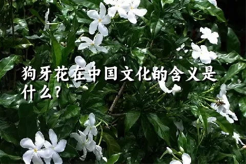 狗牙花在中国文化的含义是什么？