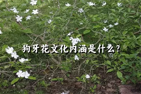 狗牙花文化内涵是什么？