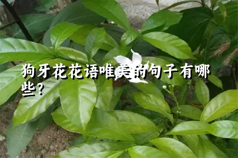 狗牙花花语唯美的句子有哪些？