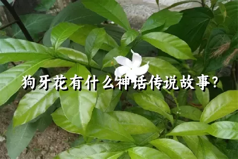 狗牙花有什么神话传说故事？