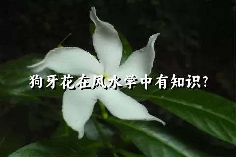 狗牙花在风水学中有知识？