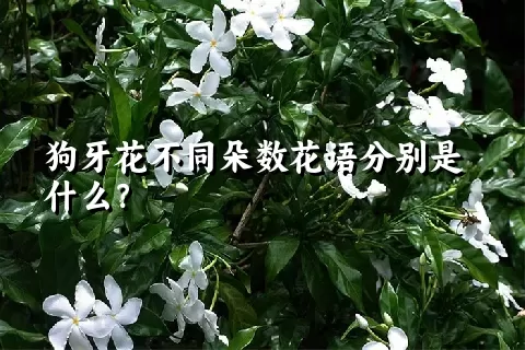 狗牙花不同朵数花语分别是什么？