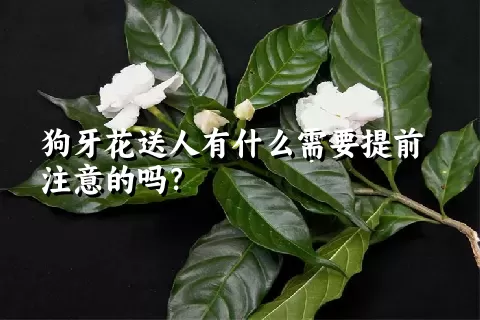 狗牙花送人有什么需要提前注意的吗？