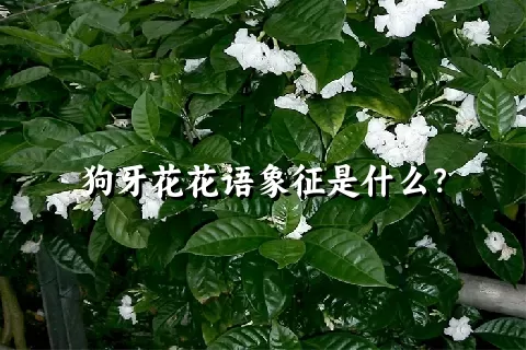 狗牙花花语象征是什么？