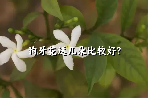 狗牙花送几朵比较好？