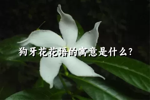 狗牙花花语的寓意是什么？