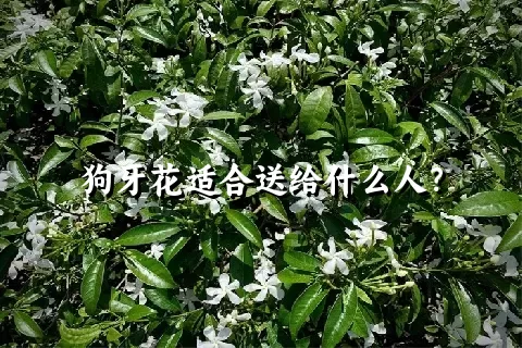 狗牙花适合送给什么人？