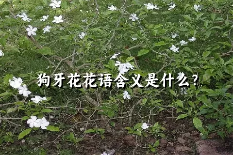 狗牙花花语含义是什么？