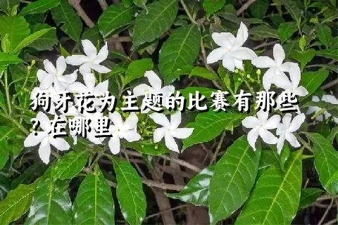 狗牙花为主题的比赛有那些？在哪里