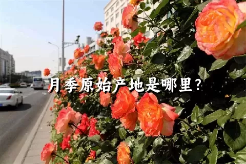 月季原始产地是哪里？