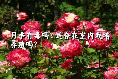 月季有毒吗？适合在室内栽培养殖吗？