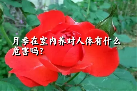 月季在室内养对人体有什么危害吗？