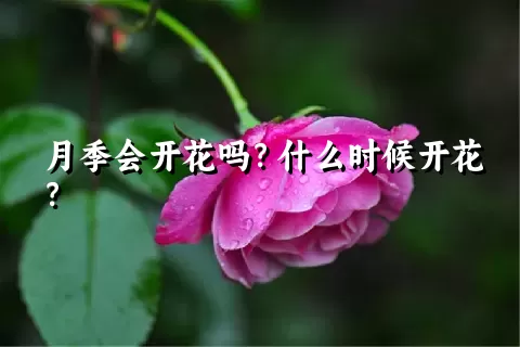 月季会开花吗？什么时候开花？