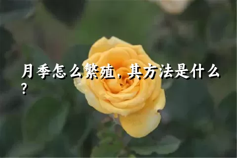 月季怎么繁殖，其方法是什么？