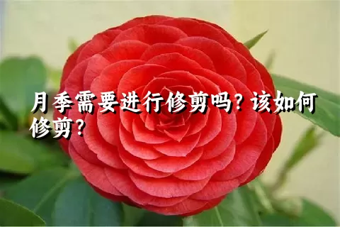 月季需要进行修剪吗？该如何修剪？