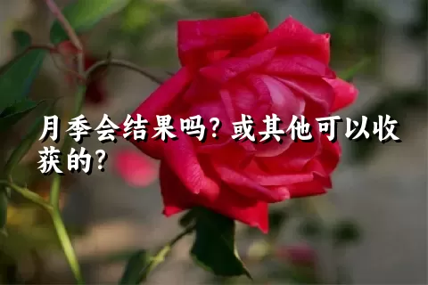 月季会结果吗？或其他可以收获的？