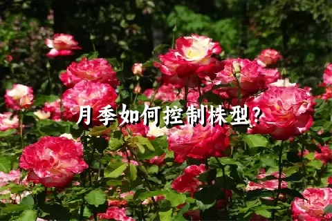 月季如何控制株型？