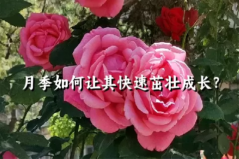 月季如何让其快速茁壮成长？