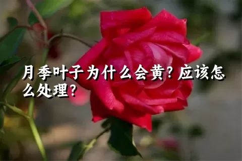 月季叶子为什么会黄？应该怎么处理？