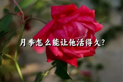 月季怎么能让他活得久？