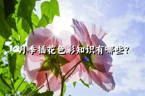 月季插花色彩知识有哪些？