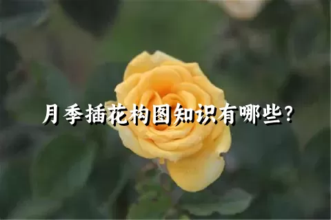 月季插花构图知识有哪些？