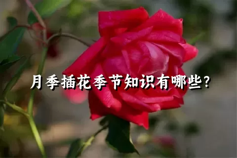 月季插花季节知识有哪些？