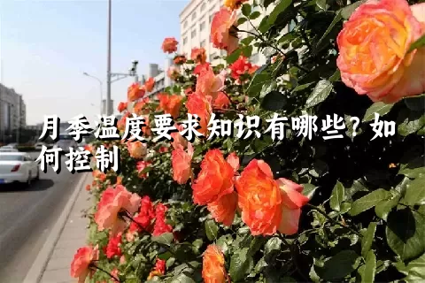 月季温度要求知识有哪些？如何控制