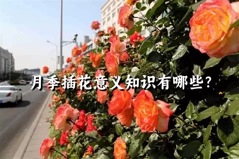 月季插花意义知识有哪些？