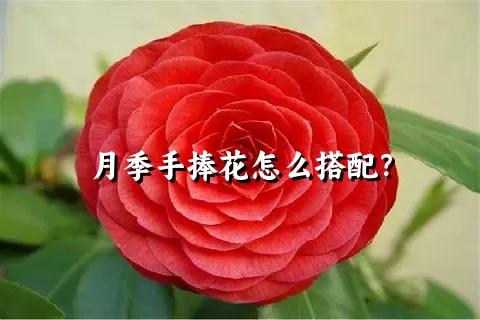 月季手捧花怎么搭配？