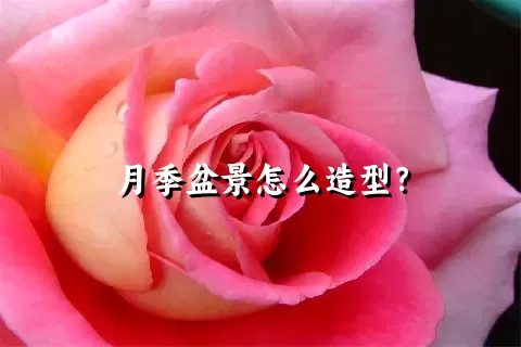 月季盆景怎么造型？