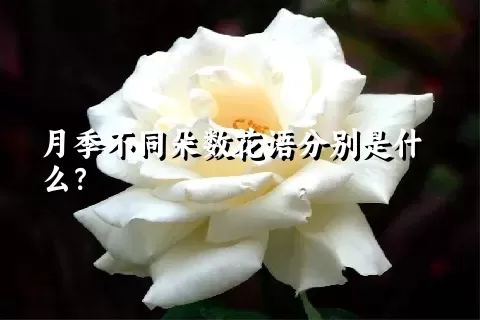 月季不同朵数花语分别是什么？