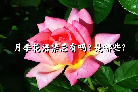 月季花语禁忌有吗？是哪些？