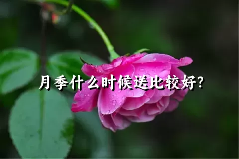 月季什么时候送比较好？