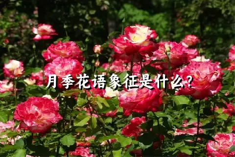 月季花语象征是什么？