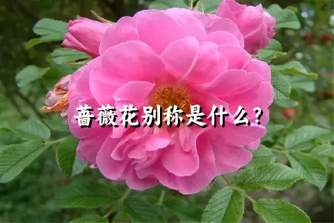 蔷薇花别称是什么？