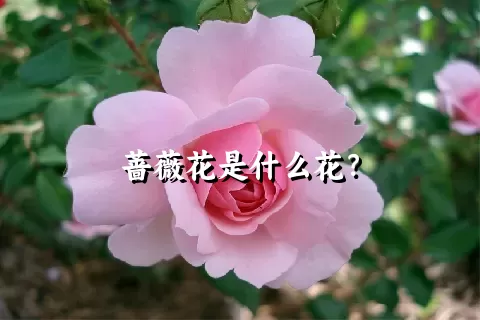 蔷薇花是什么花？