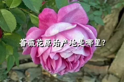 蔷薇花原始产地是哪里？