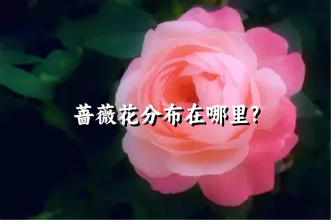 蔷薇花分布在哪里?