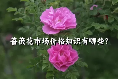 蔷薇花市场价格知识有哪些？