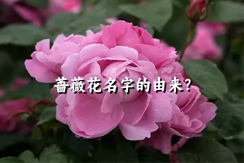 蔷薇花名字的由来？