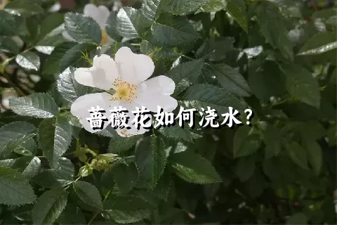 蔷薇花如何浇水？