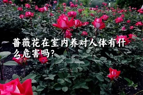 蔷薇花在室内养对人体有什么危害吗？