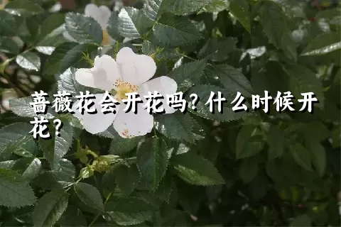 蔷薇花会开花吗？什么时候开花？