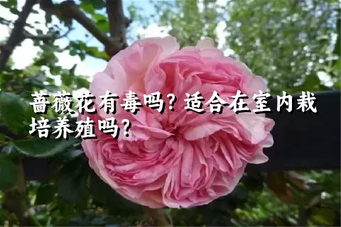 蔷薇花有毒吗？适合在室内栽培养殖吗？