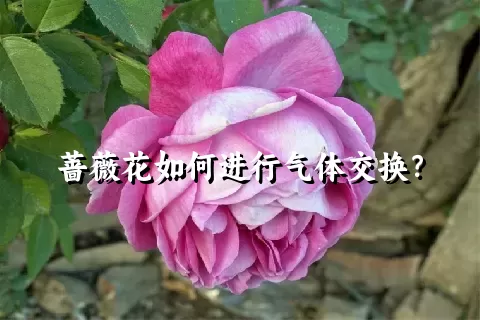 蔷薇花如何进行气体交换？