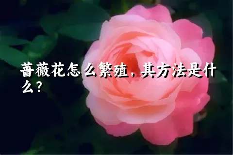 蔷薇花怎么繁殖，其方法是什么？