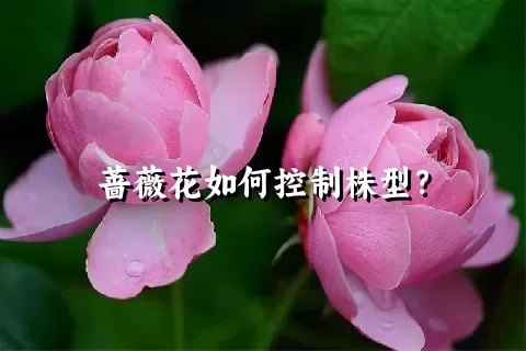 蔷薇花如何控制株型？